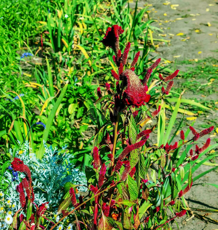 Crested Cockscomb Flower, scientifically known as Celosia argentea cristata have resemblance to a rooster's comb, featuring vibrant, crested, and ruffled blooms that come in a range of colors purple. photo