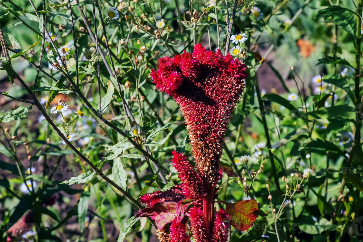 Crested Cockscomb Flower, scientifically known as Celosia argentea cristata have resemblance to a rooster's comb, featuring vibrant, crested, and ruffled blooms that come in a range of colors purple. photo