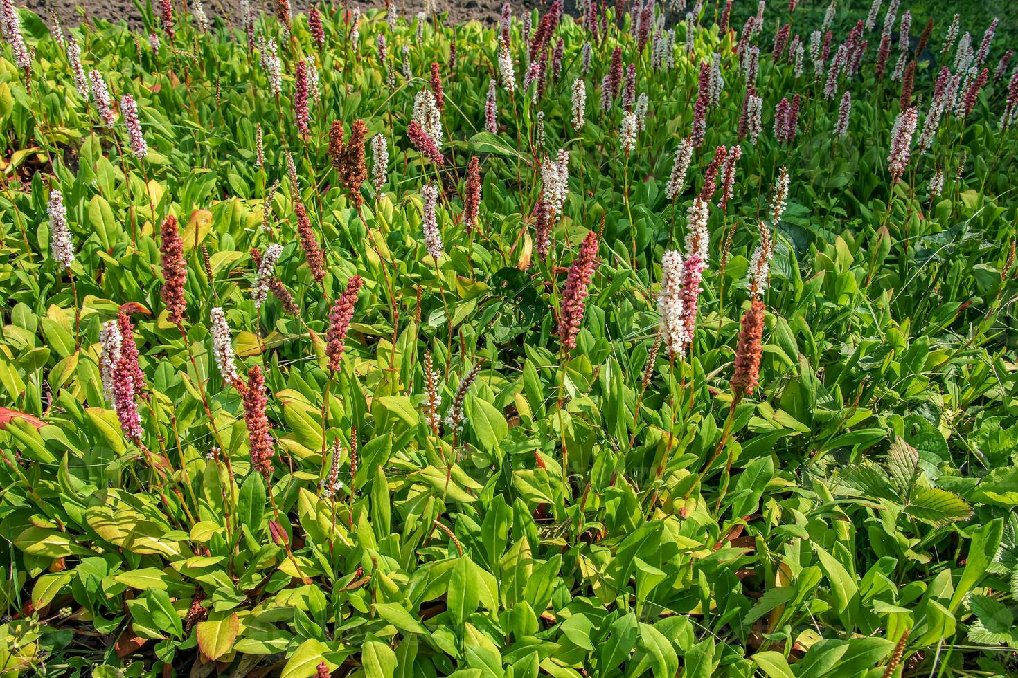 bistorta affinis planta comúnmente conocido como himalaya bistorta, lana flor o knotweed foto