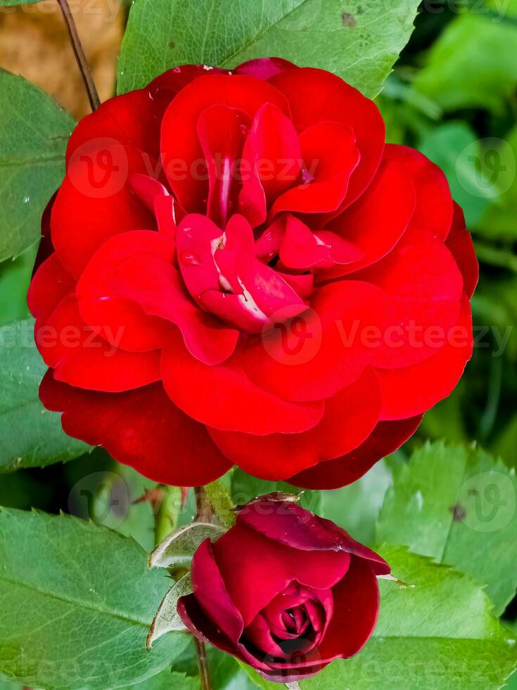 Balmoral rose close up. Border rose with dark red flowers. photo