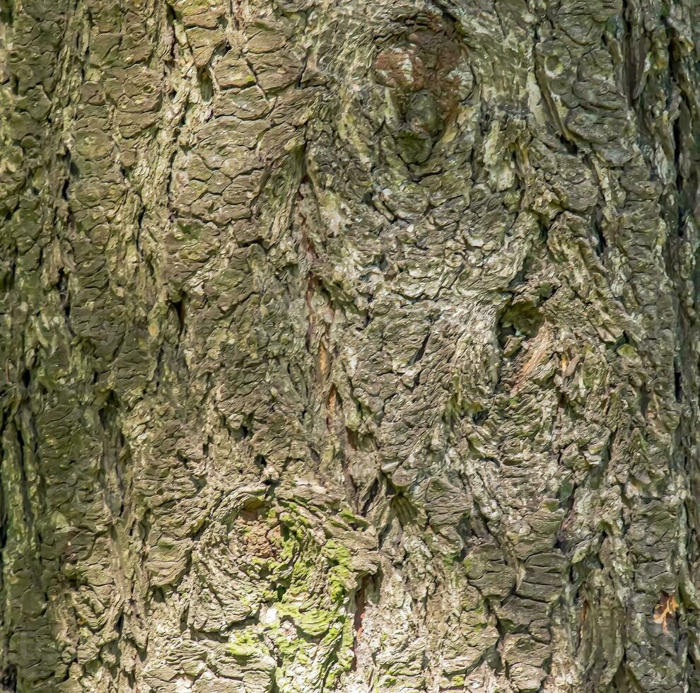 Close-up of the bark of a Douglas fir. Pseudotsuga menziesii in Latin. Background, texture. photo