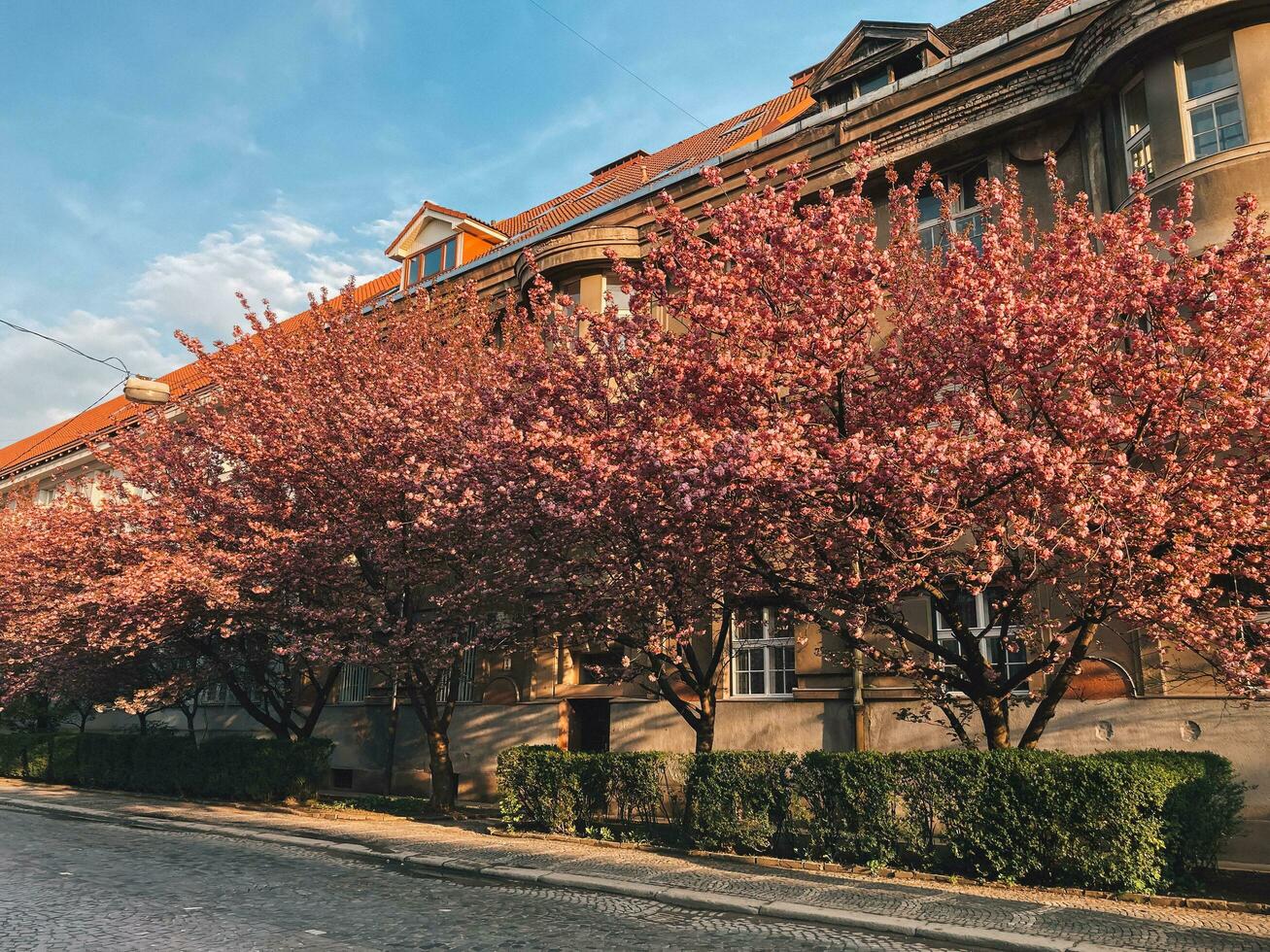 cierne sakura arboles cerca casas en el ciudad foto