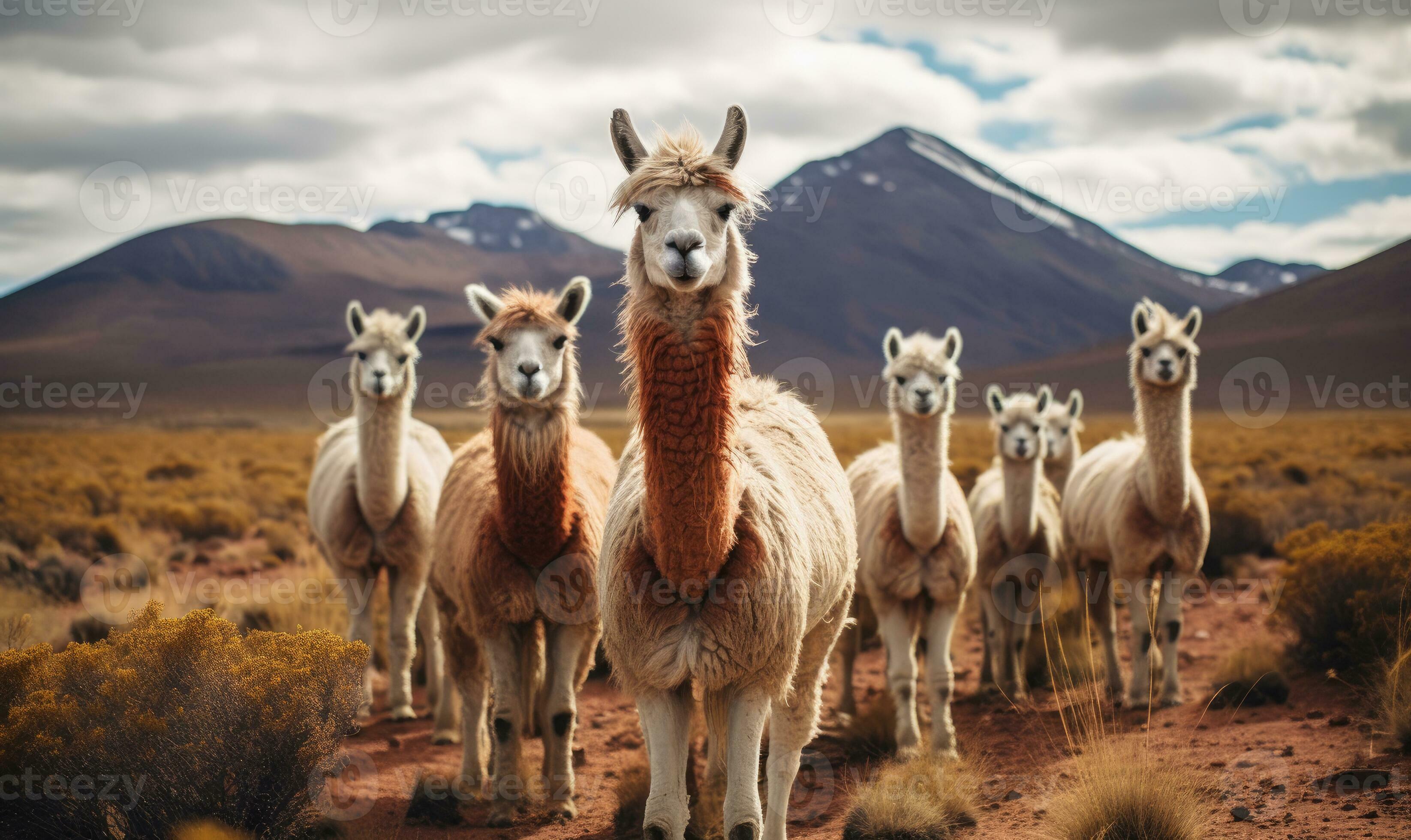 Group of llamas grace the vast desert. Created by AI 31182853 Stock