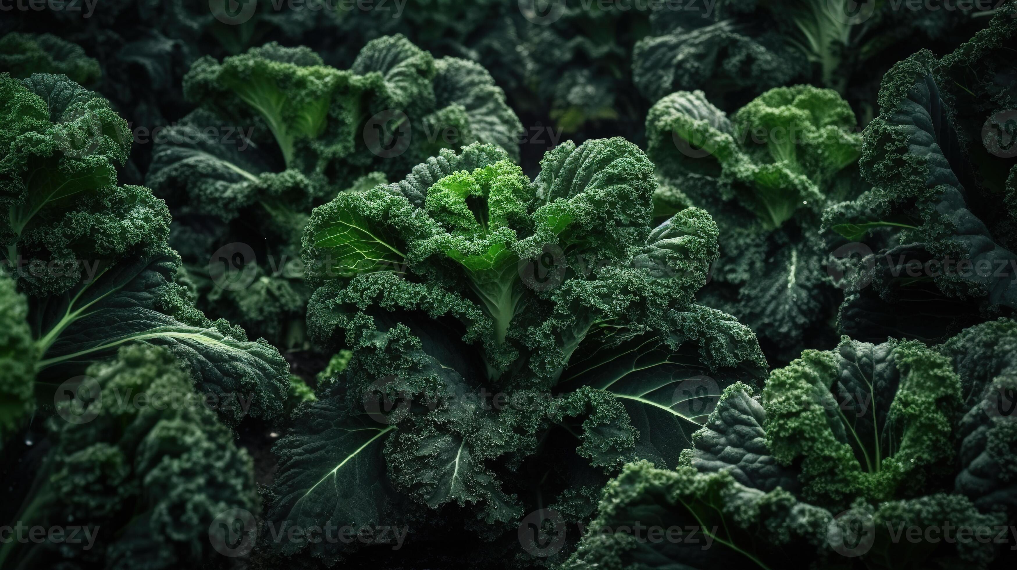 Realistic photo of a bunch of kale. top view vegetables scenery. AI