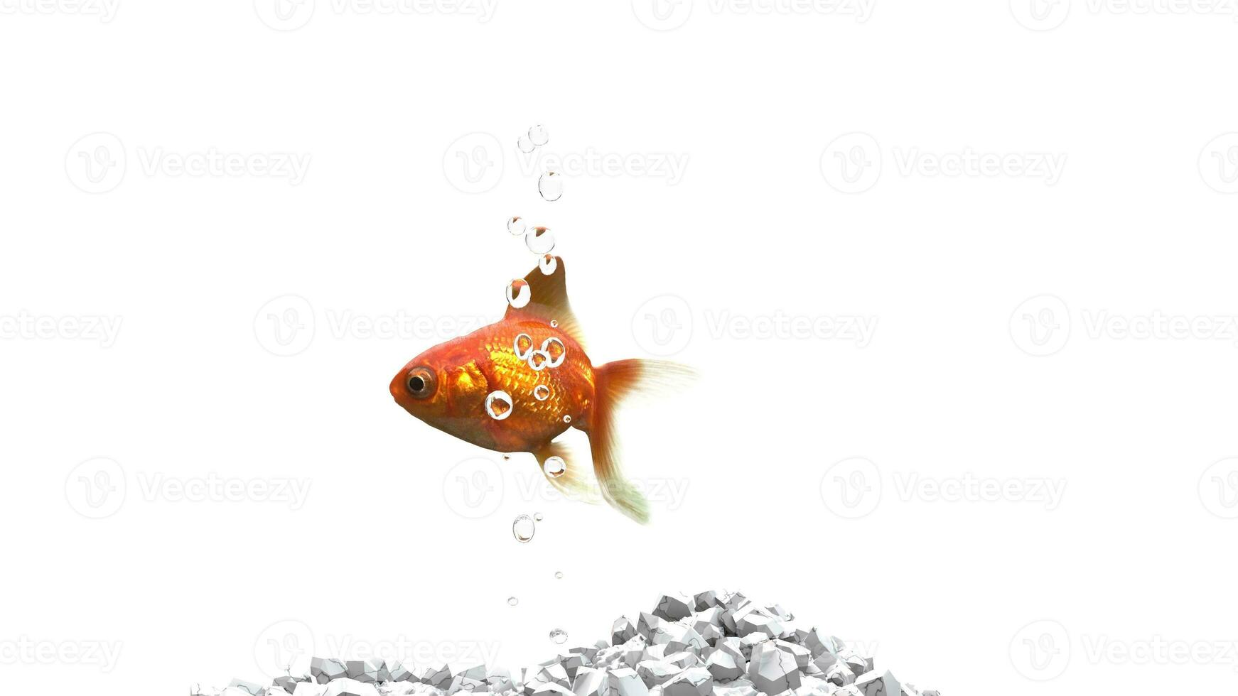 Gold fish - white pebbles - air bubbles - isolated on white background photo