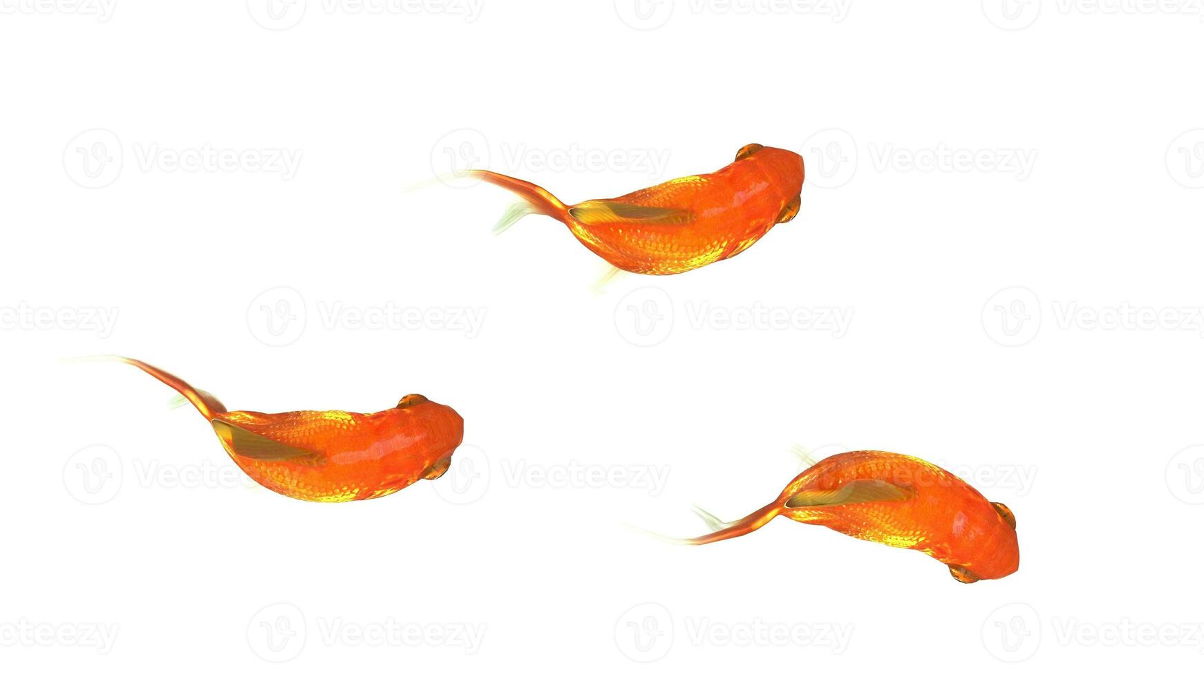 Three little goldfish photo