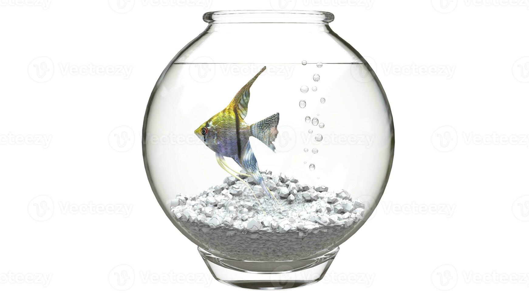 Yellow angelfish in a fishbowl photo