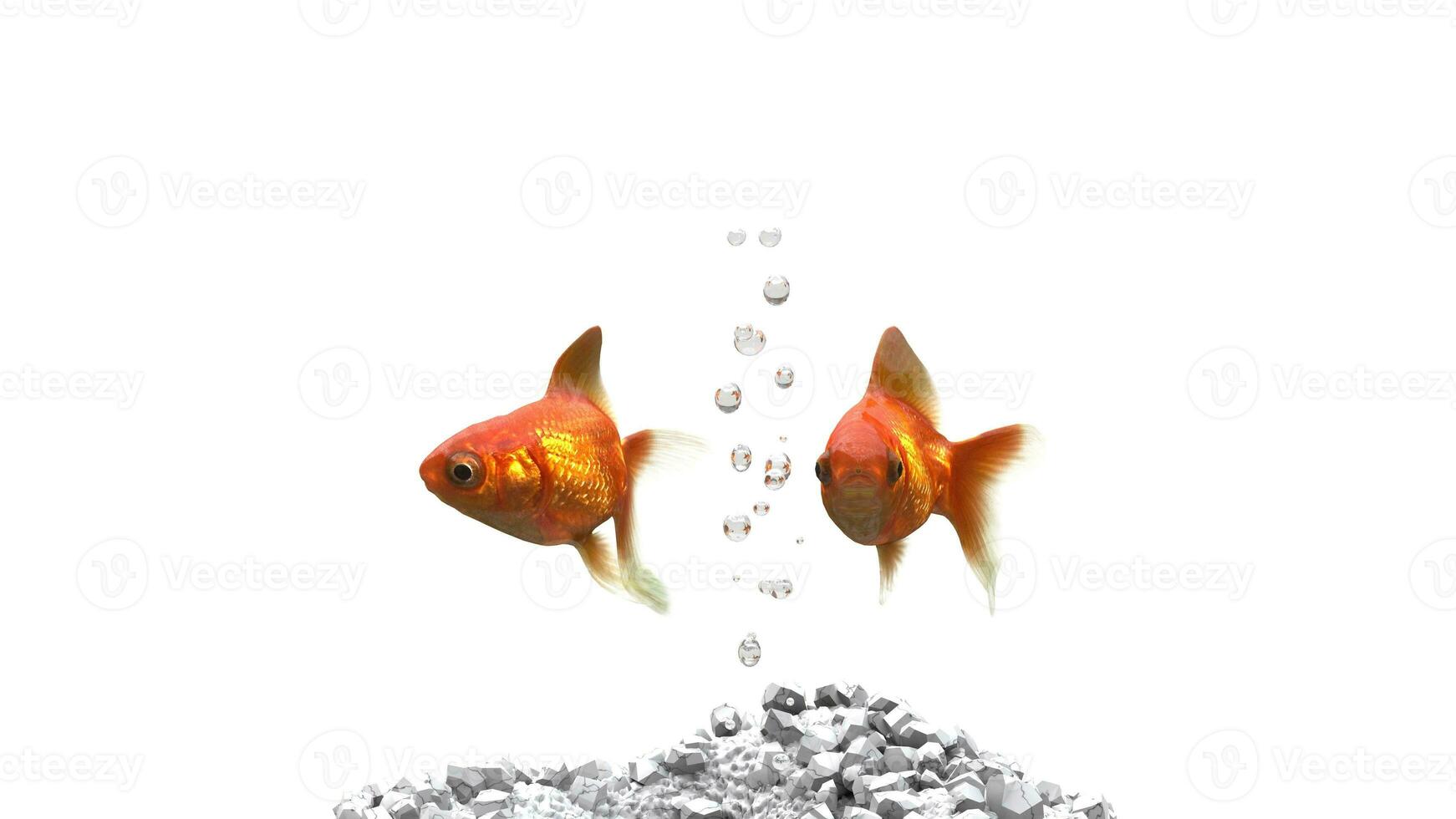 Two goldfish with air bubbles between them photo