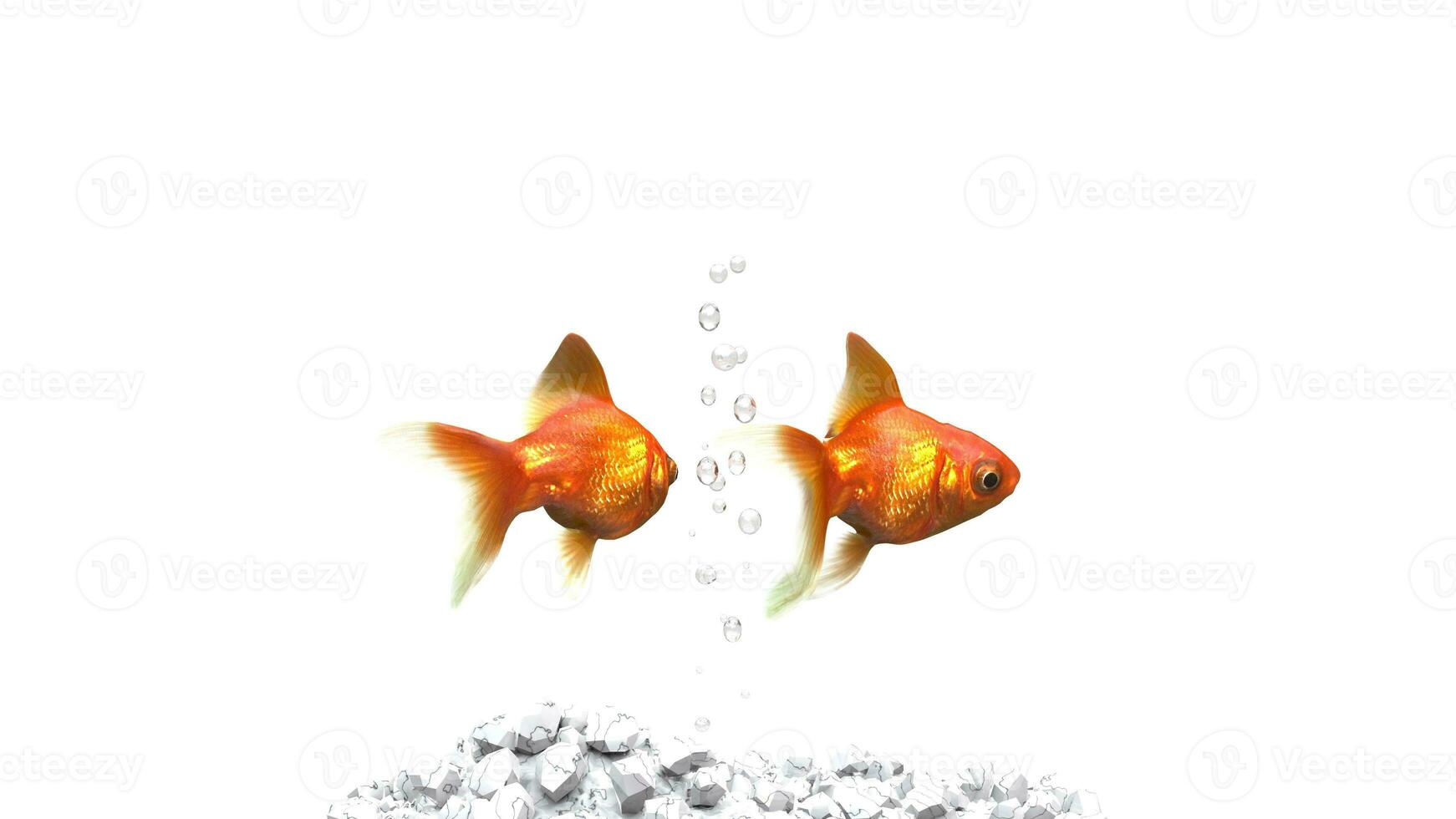 Two goldfish swimming side by side - back view photo