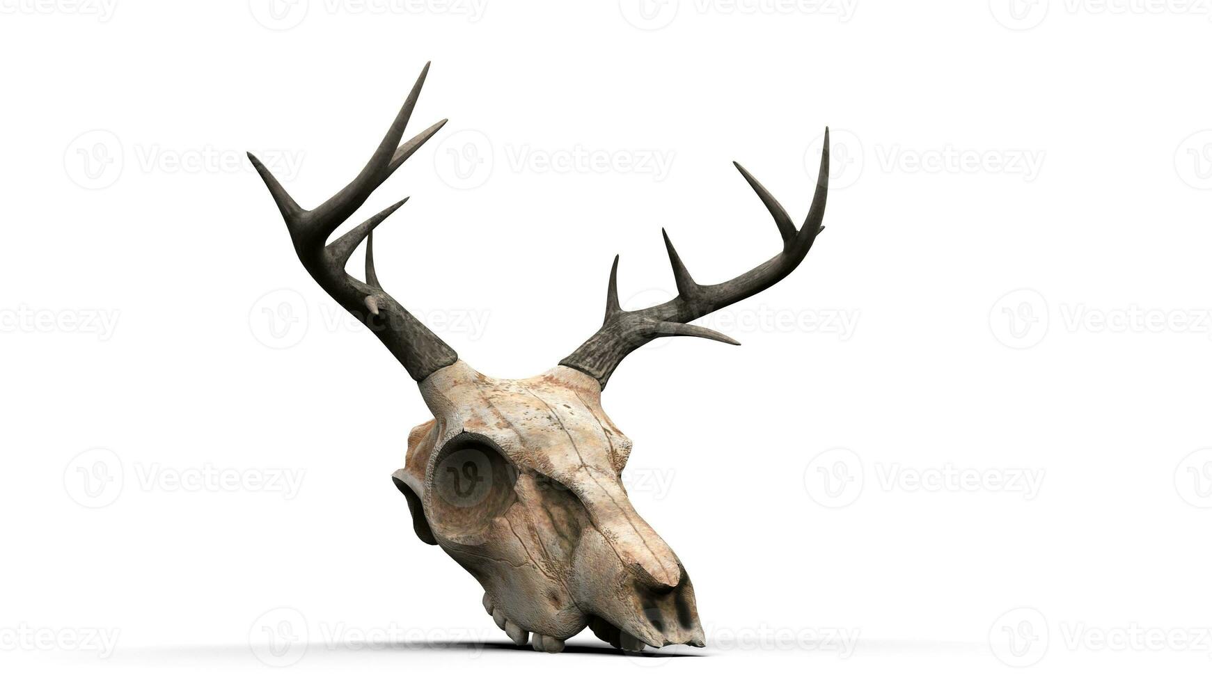 Deer skull - side view photo