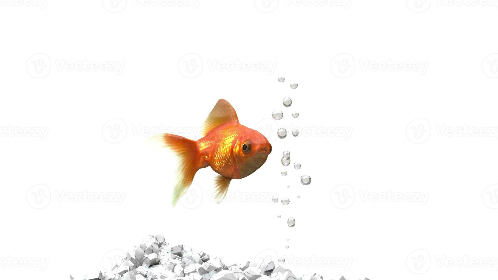 Gold fish - white pebbles - air bubbles photo