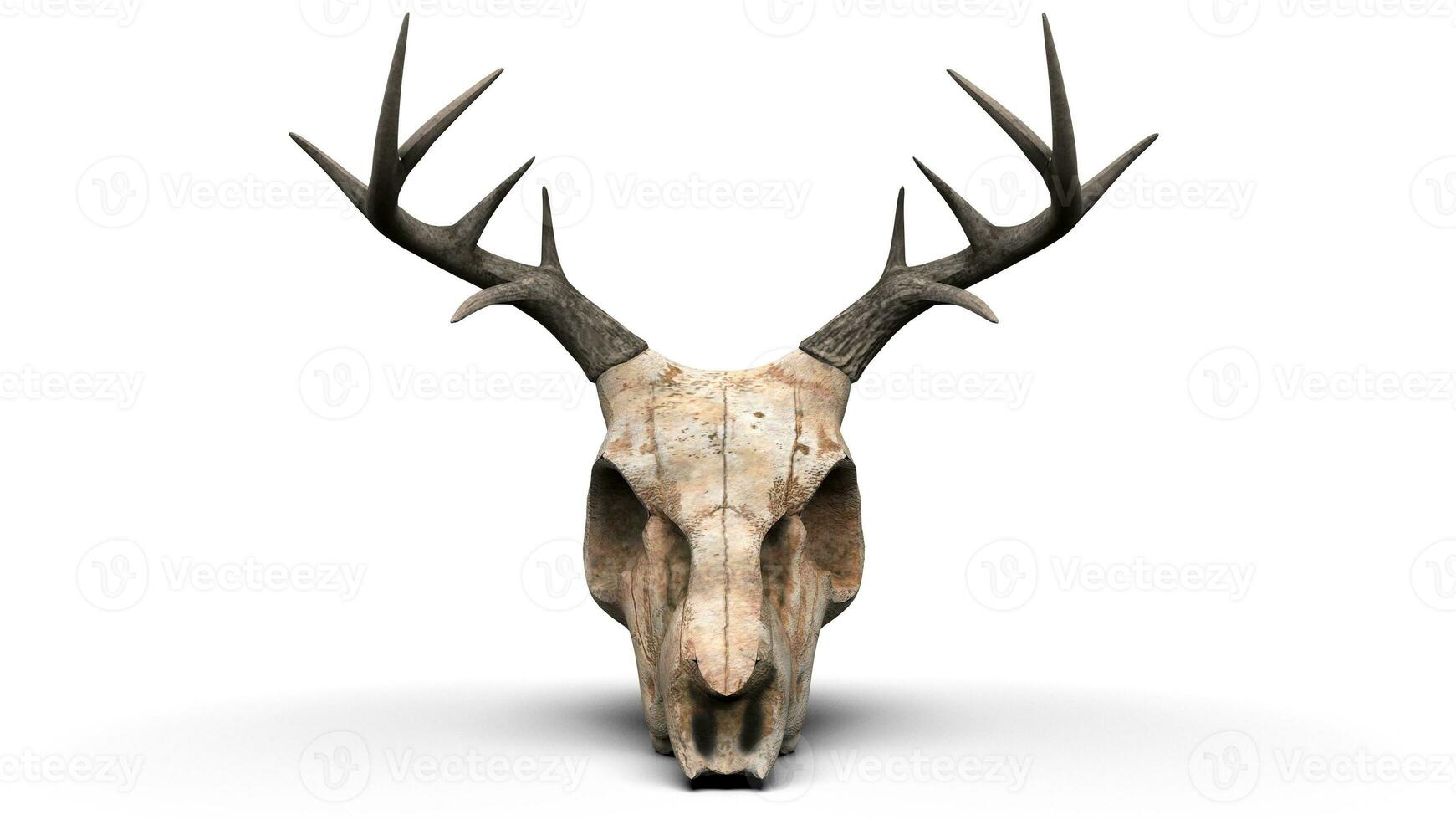 Deer skull closeup shot photo