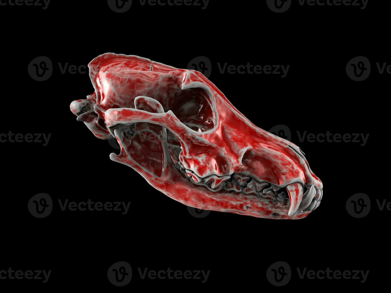 Red wolf skull with worn out edges photo