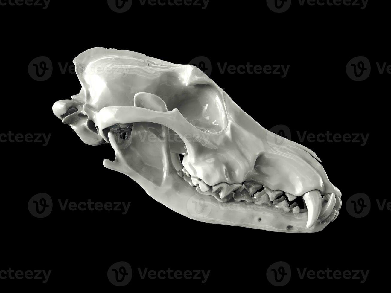 Shiny white wolf skull - side view photo