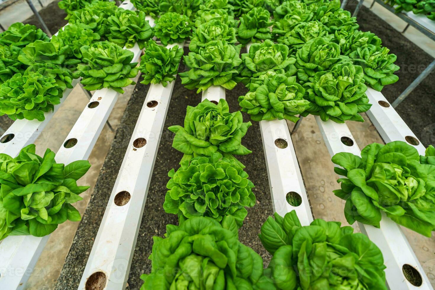 Hydroponic farming system, organic hydroponic vegetable garden in greenhouse. photo