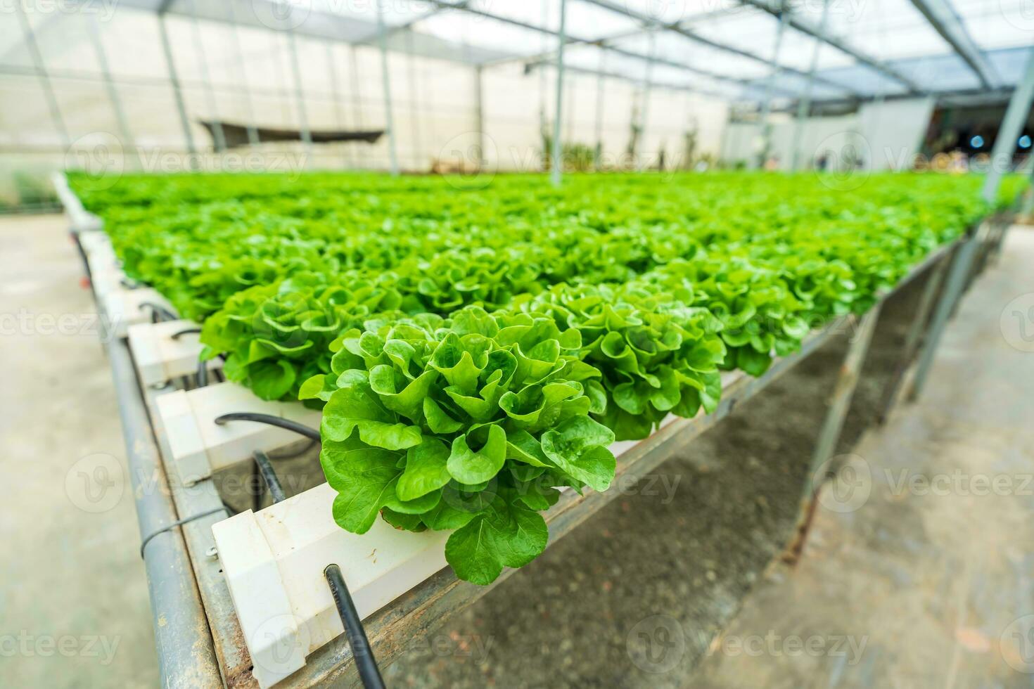 Hydroponic farming system, organic hydroponic vegetable garden in greenhouse. photo