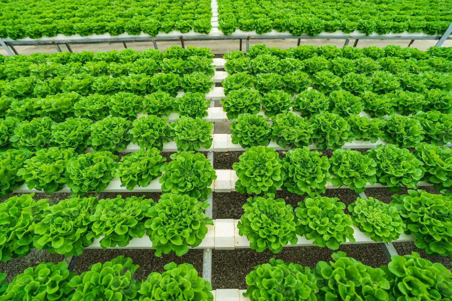 Hydroponic farming system, organic hydroponic vegetable garden in greenhouse. photo