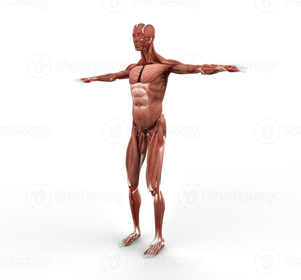 masculino músculo anatomía lado ver foto