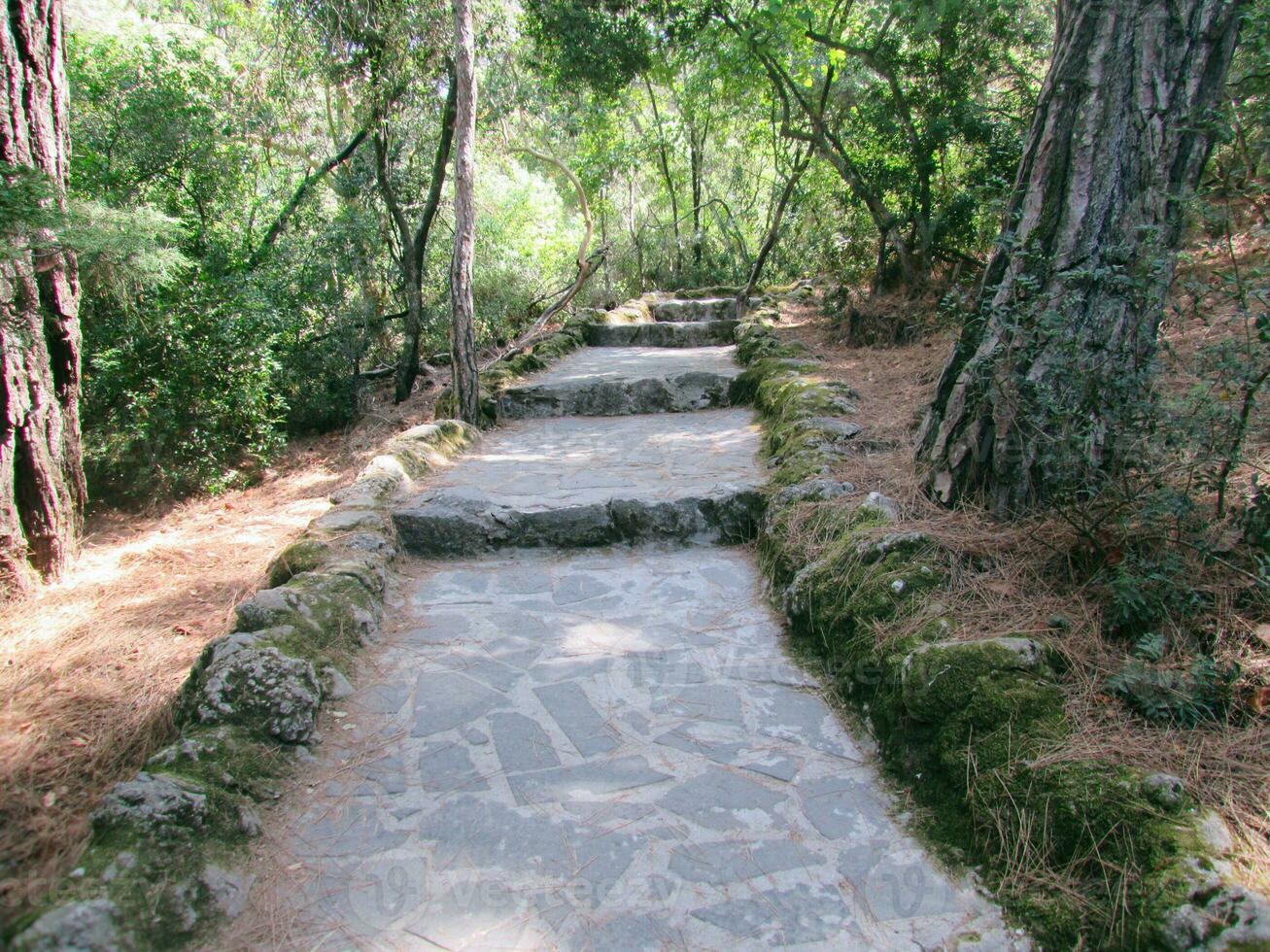 Rock path in the woods photo