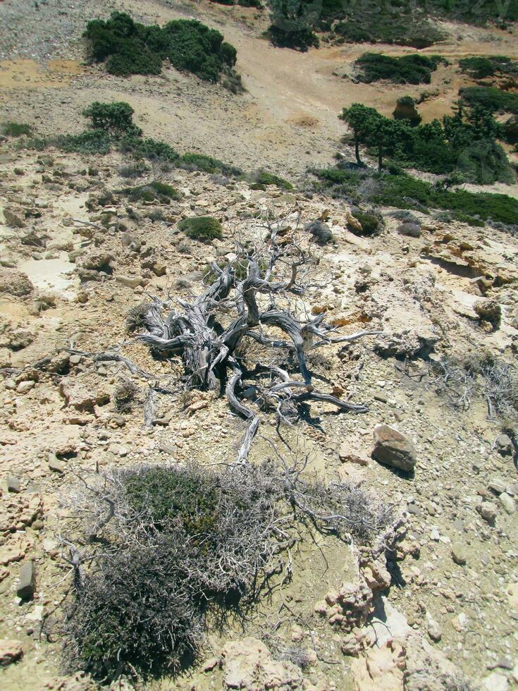 muerto árbol en un rocoso terreno foto