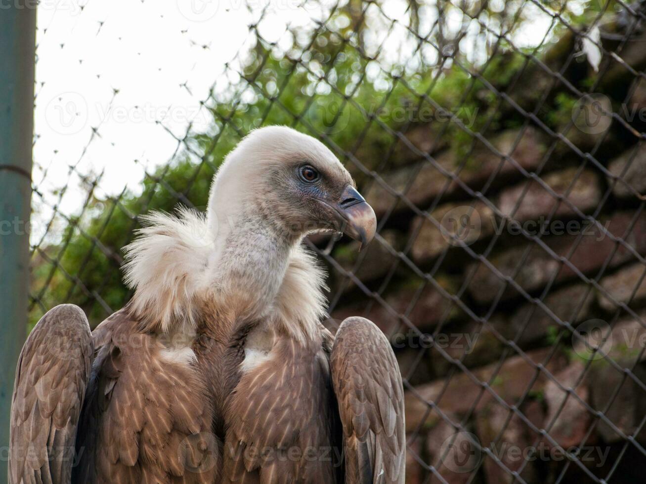 Cape Griffon Vulture photo