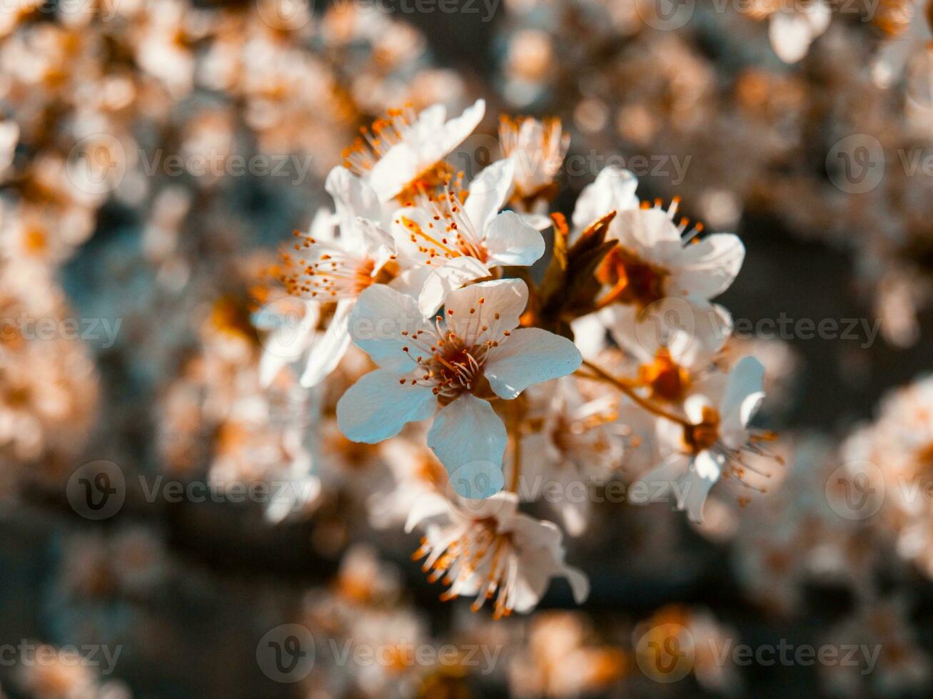 Small blossom flowers - closeup -stylized photo
