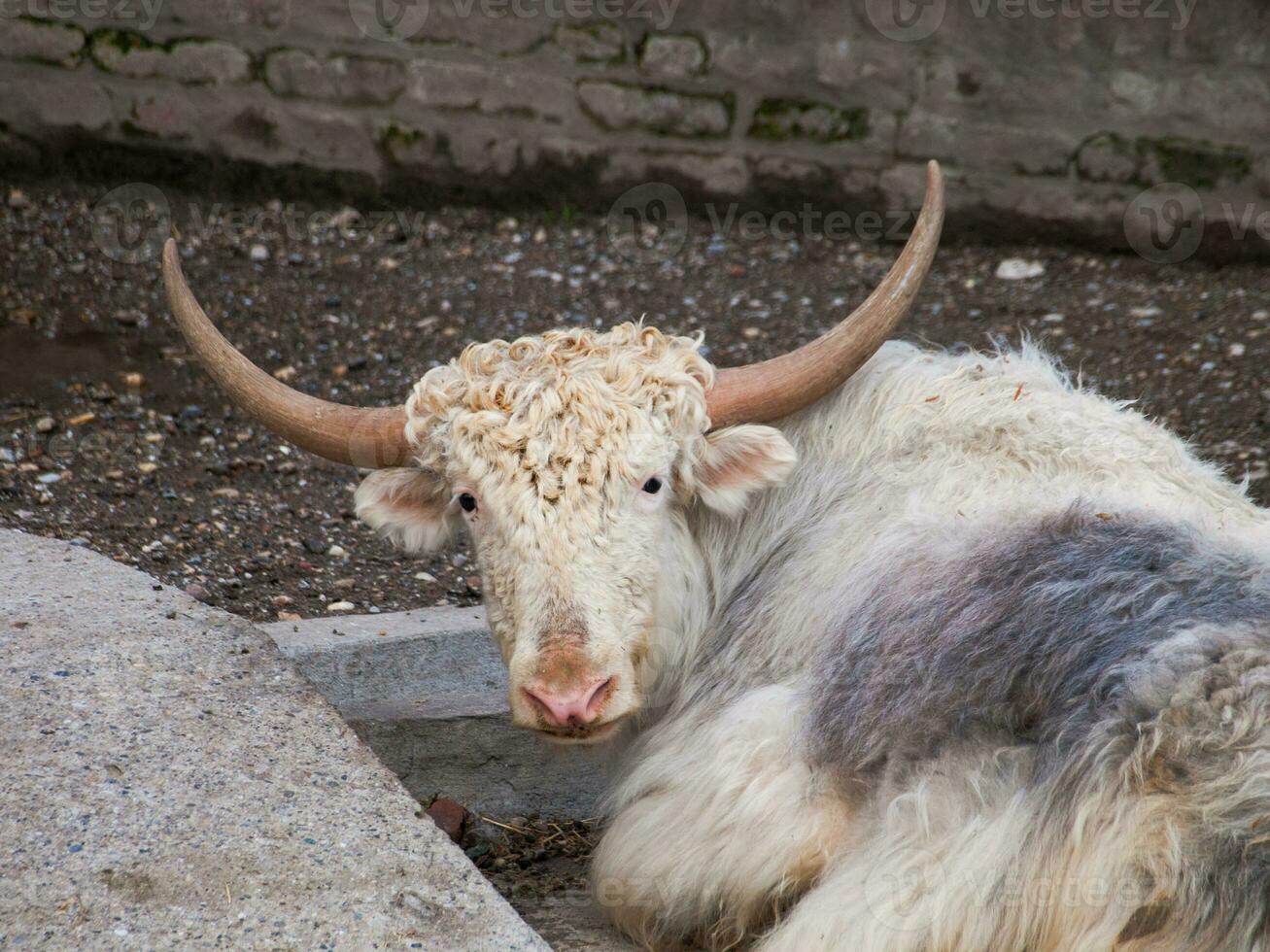 Indian white cow lying down photo