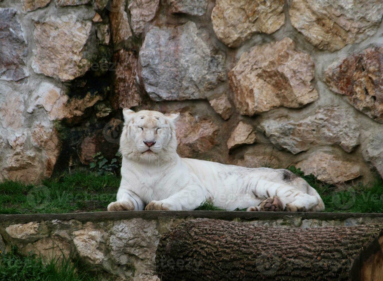 blanco tigresa descansando por el muro de piedra foto