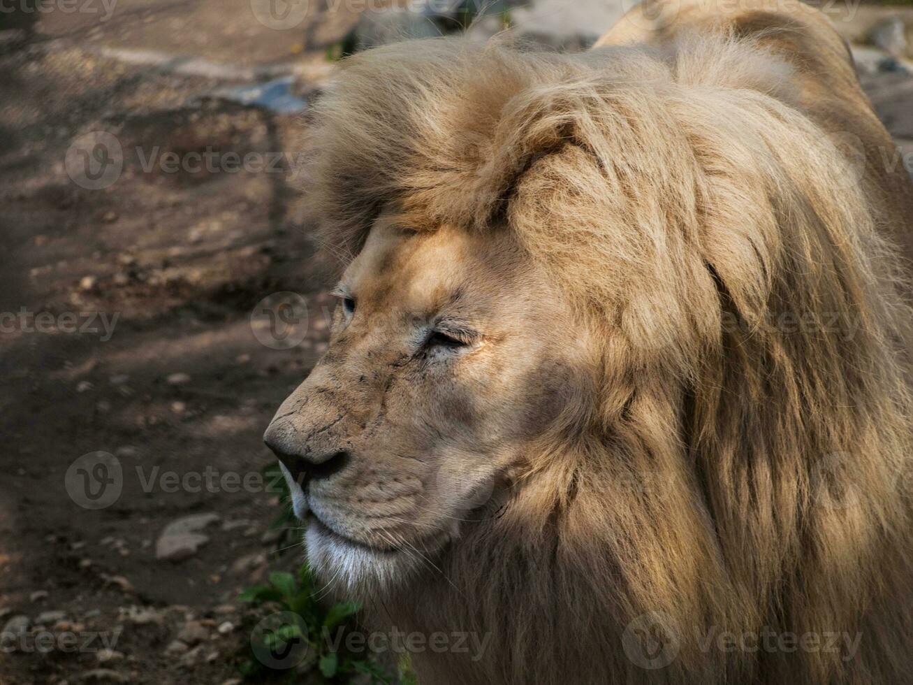 Lion with big mane resting - head closeup photo