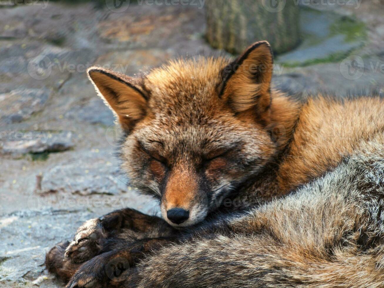Small red fox sleeping photo