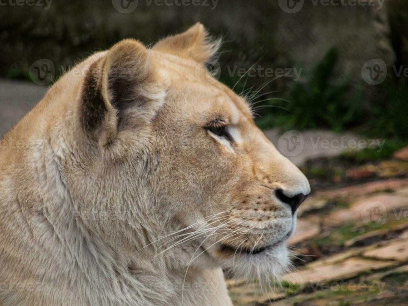 White lioness closeup - profile shot photo