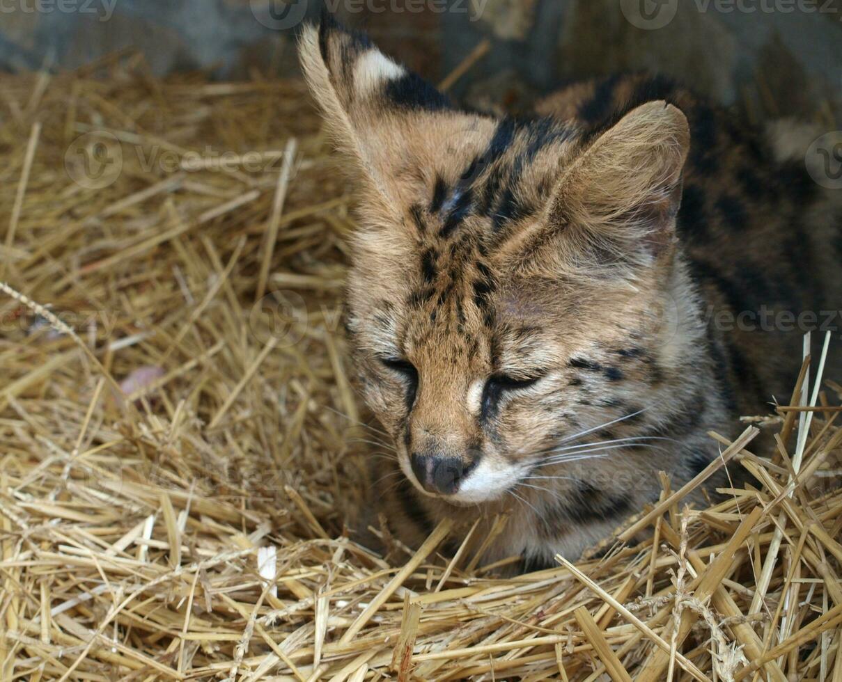 Cute serval cub lying in straw photo