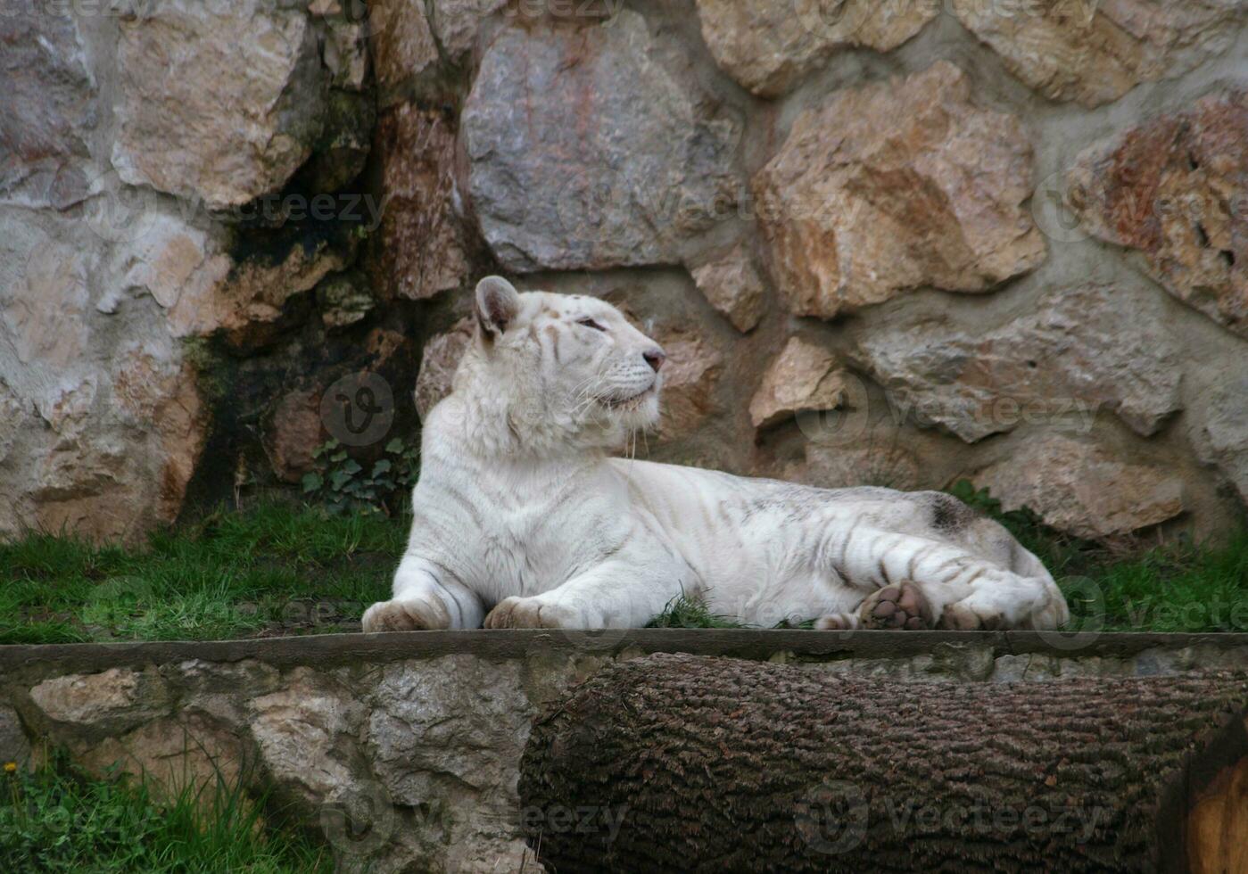 blanco tigresa mirando a su lado foto