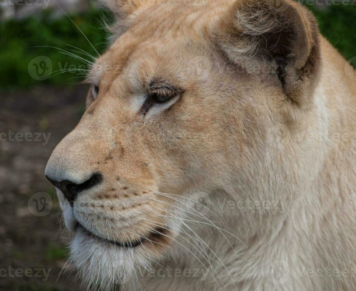 blanco leona cabeza de cerca Disparo foto