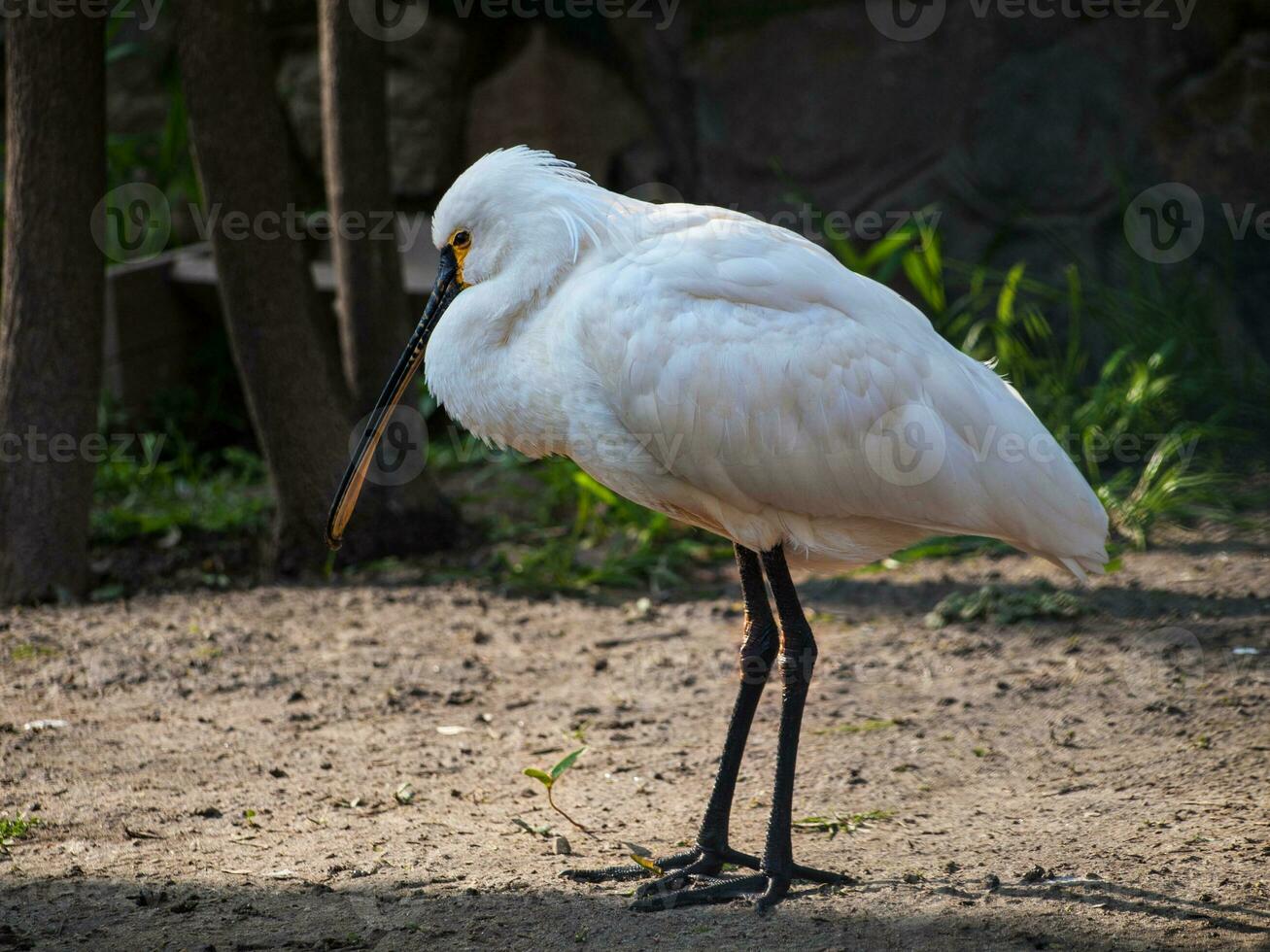 eurasiático espátula - perfil Disparo foto