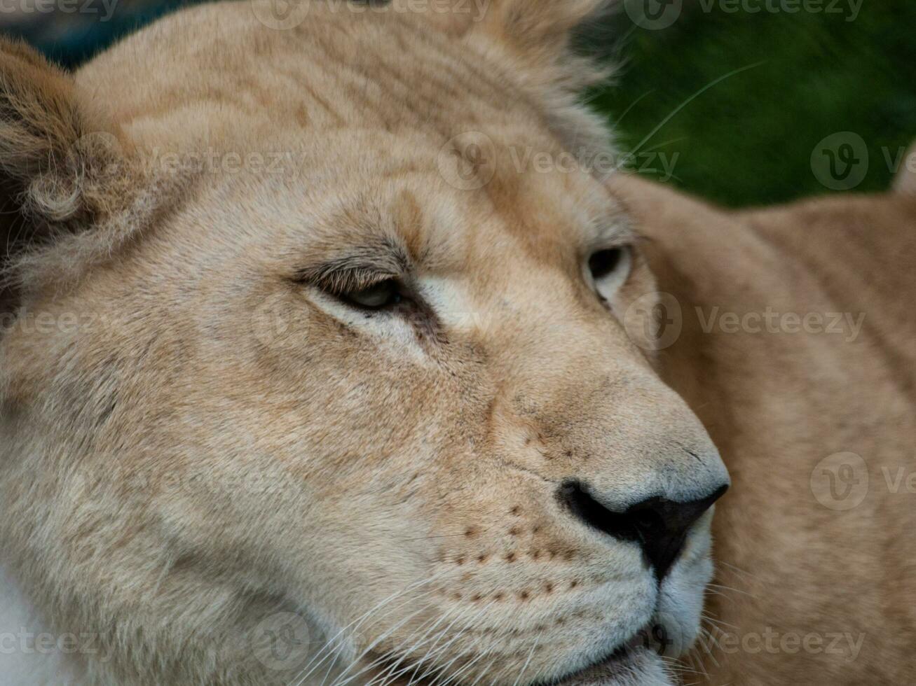 Lioness extreme closeup shot photo