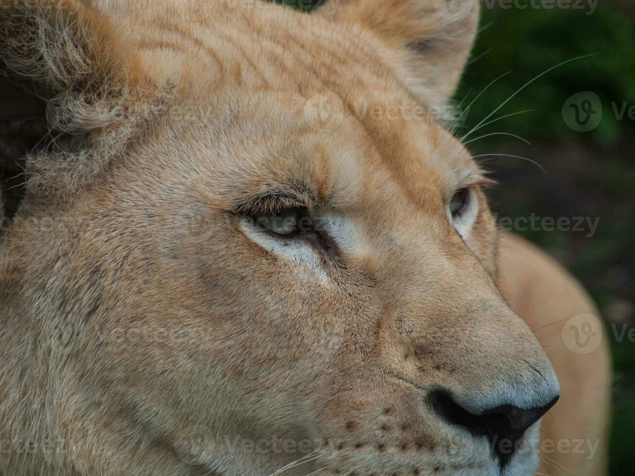 White lioness - eyes closeup shot photo