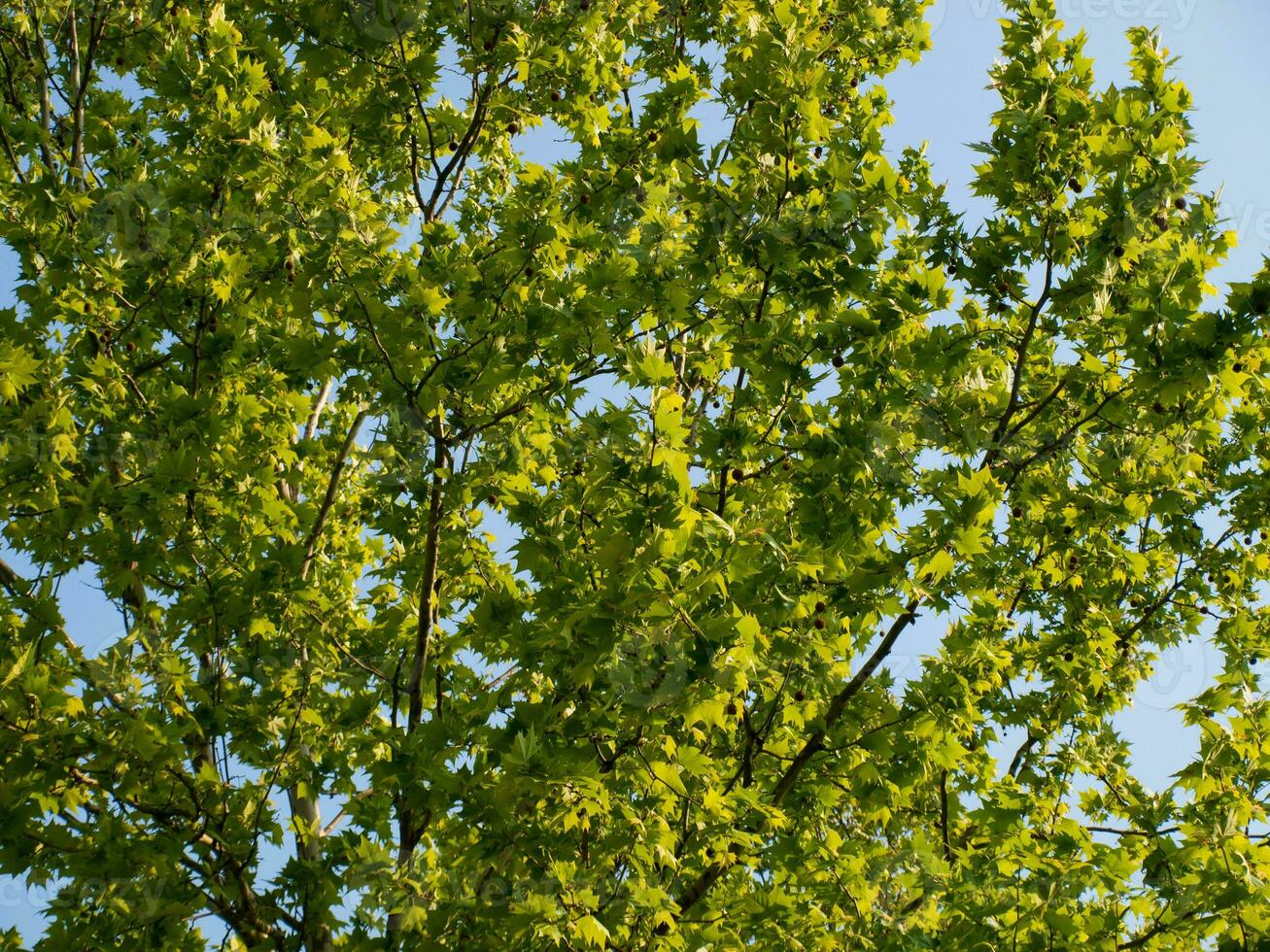 Bright green maple treetop - closeup shot photo