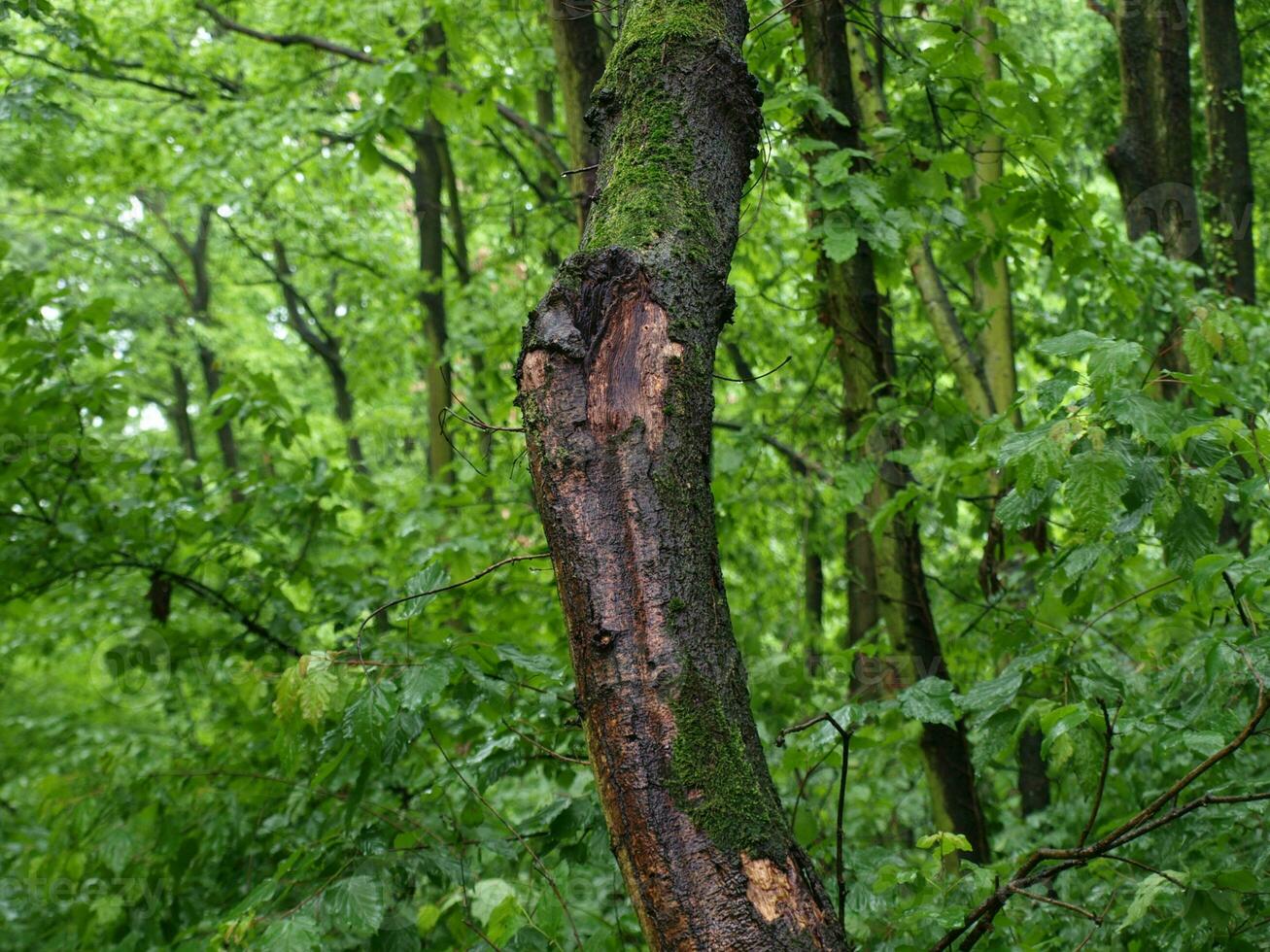 Wet tree bark - small tree photo