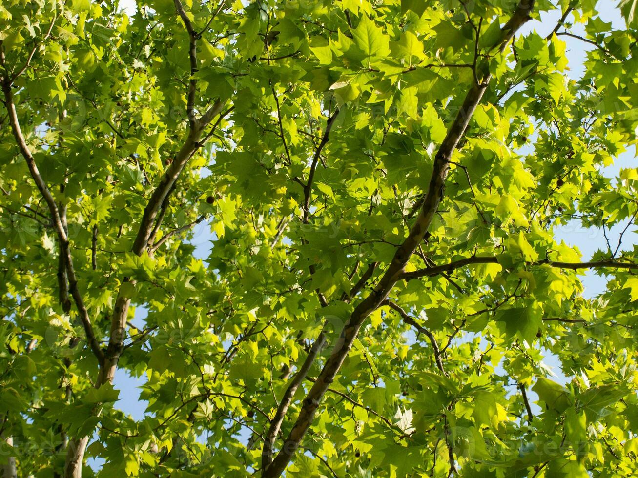 Bright green maple tree - leaves and branches photo
