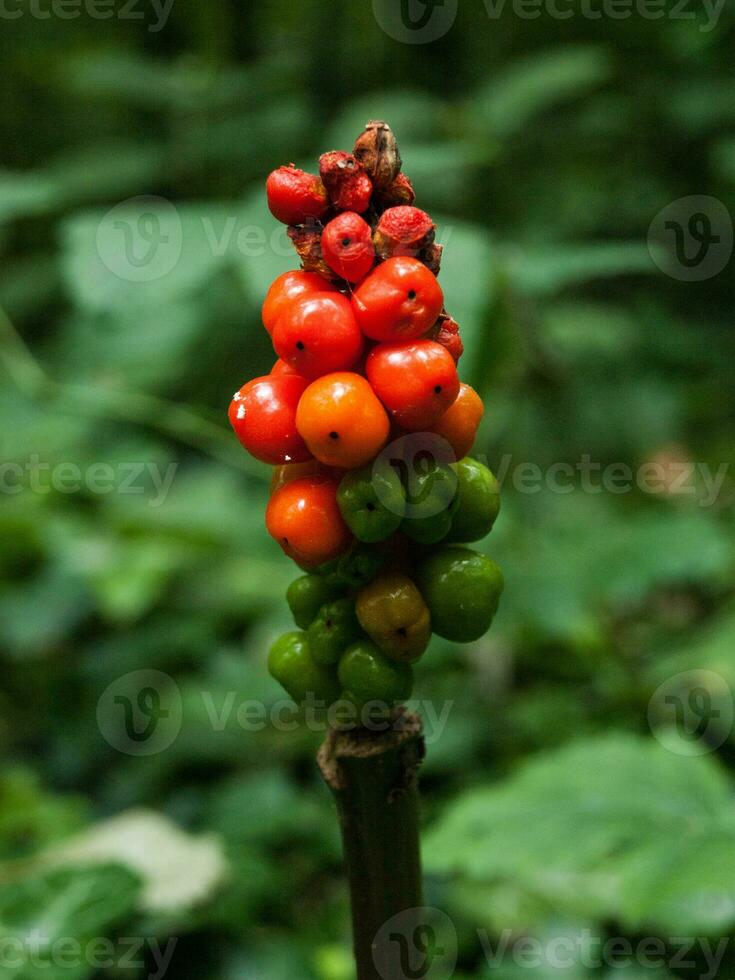 Cycle of colors on small berries in the woods photo