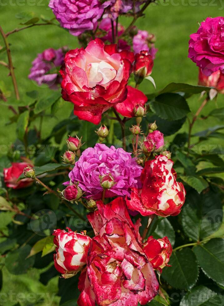 arbusto de rojo, rosado y blanco Rosa flores foto