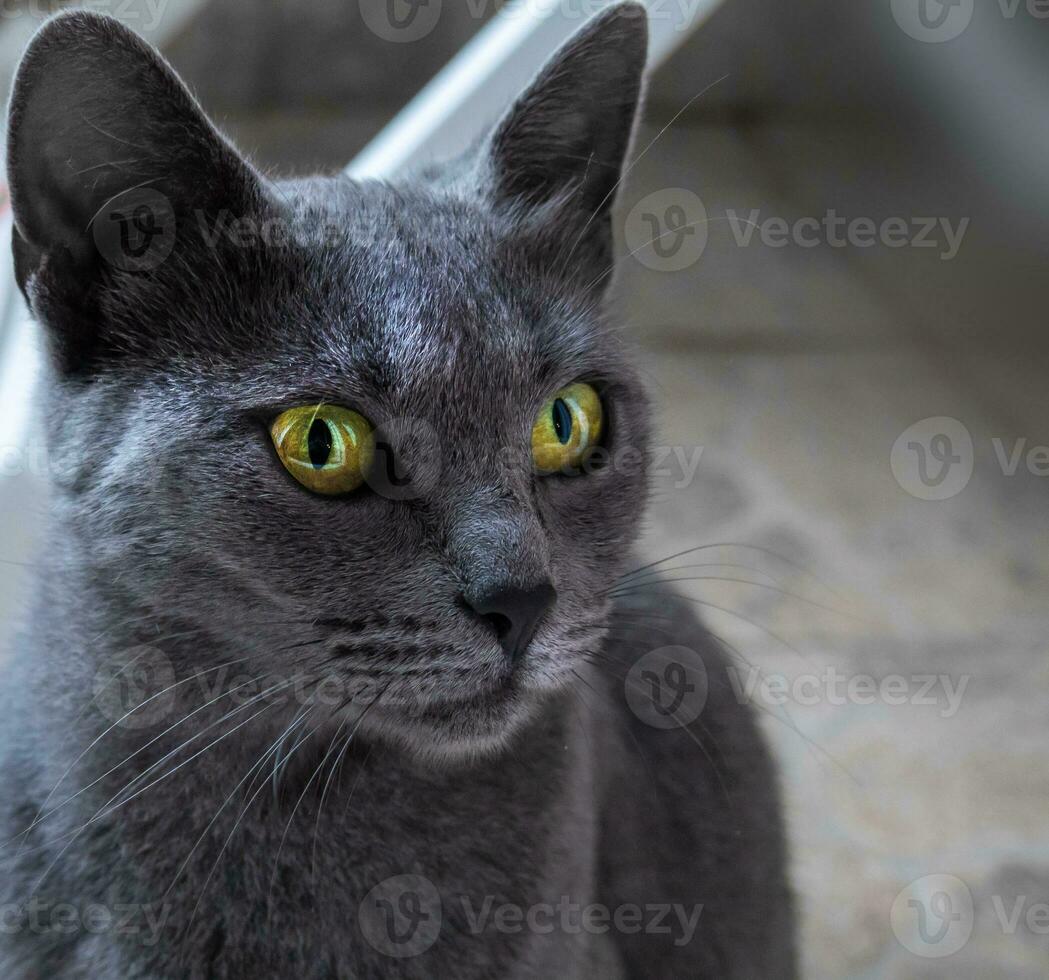 Beautiful blue cat with striking yellow eyes photo