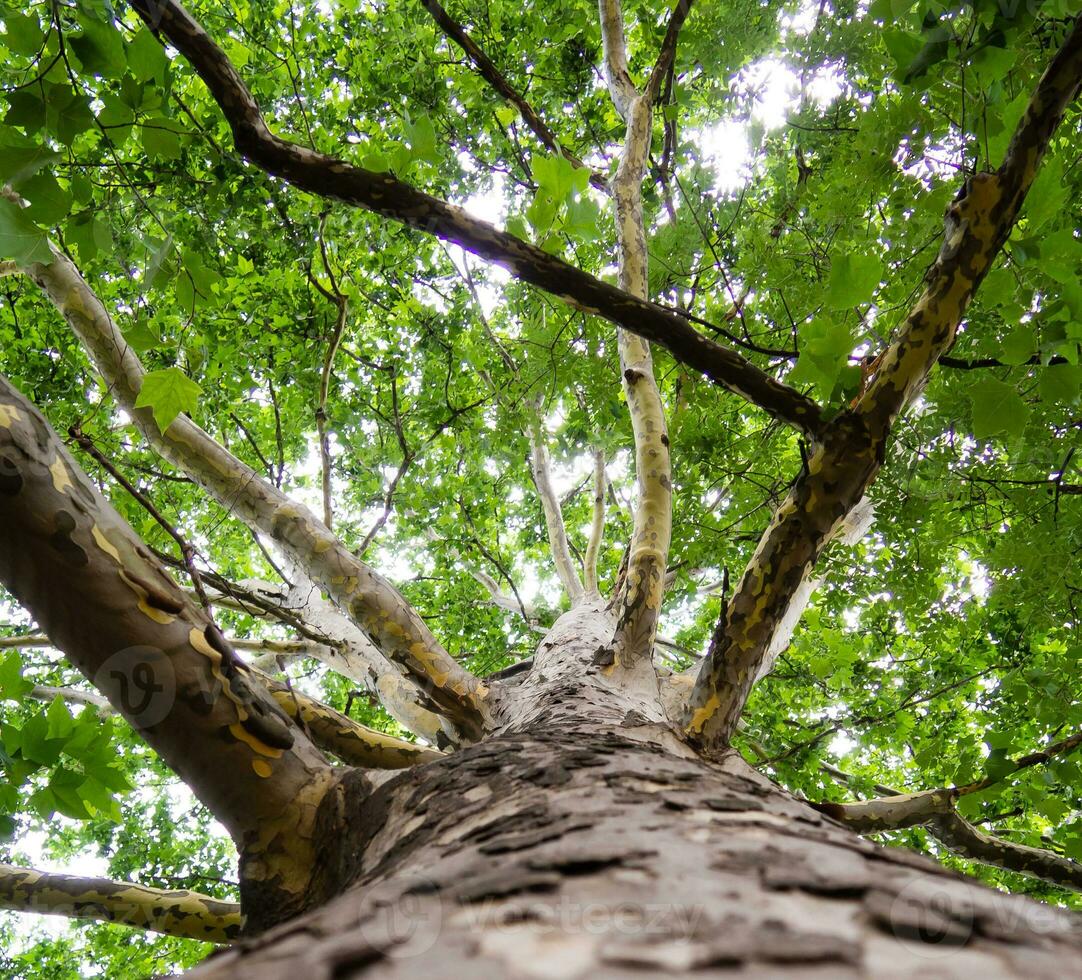 Big sycamore tree - low angle shot photo