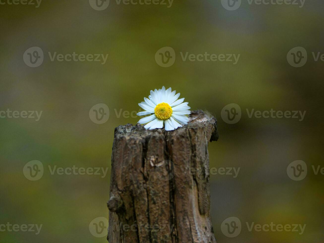 hermosa pequeño blanco margarita flor foto