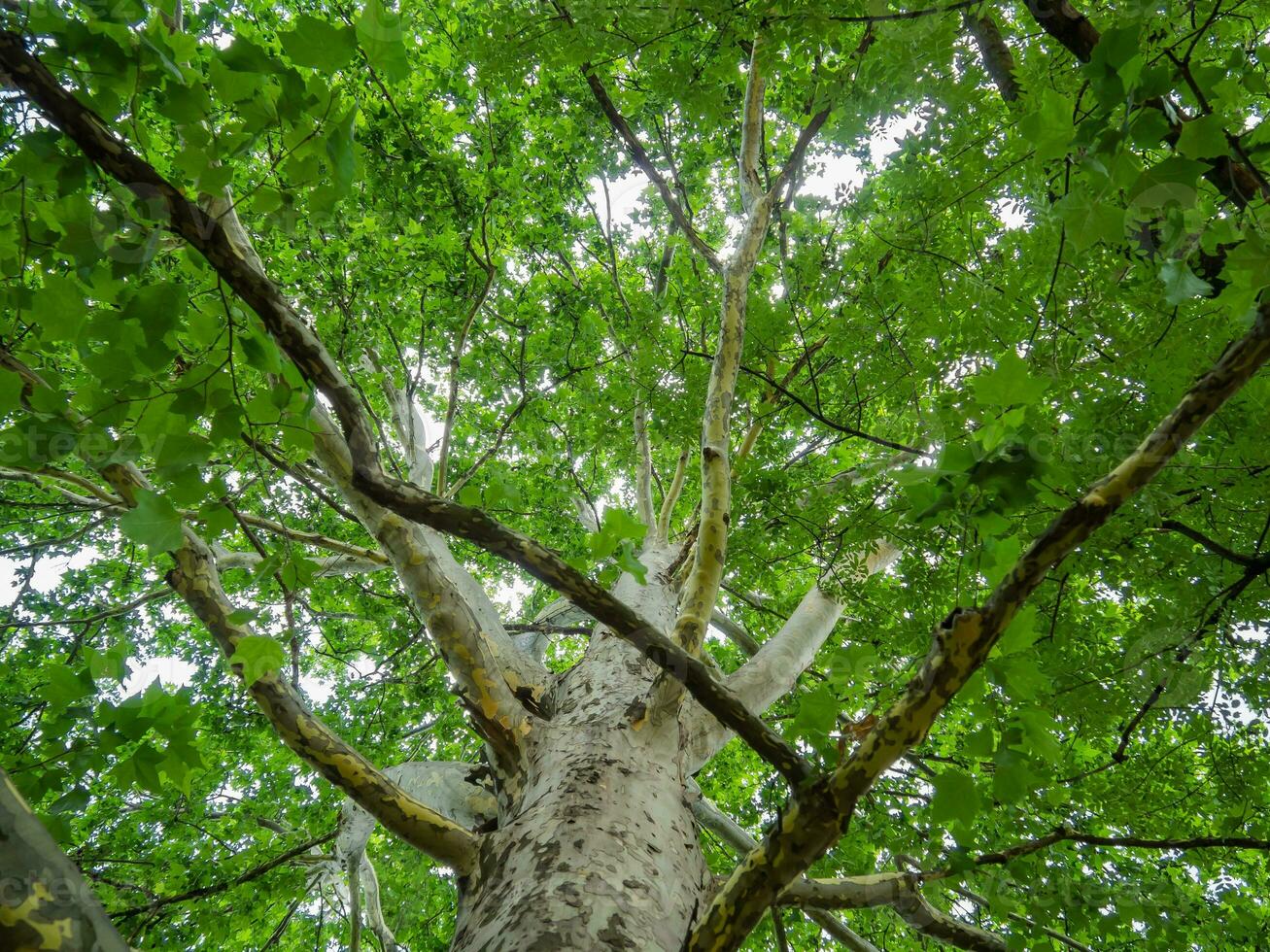Big sycamore tree - shot from the trunk to the crown photo