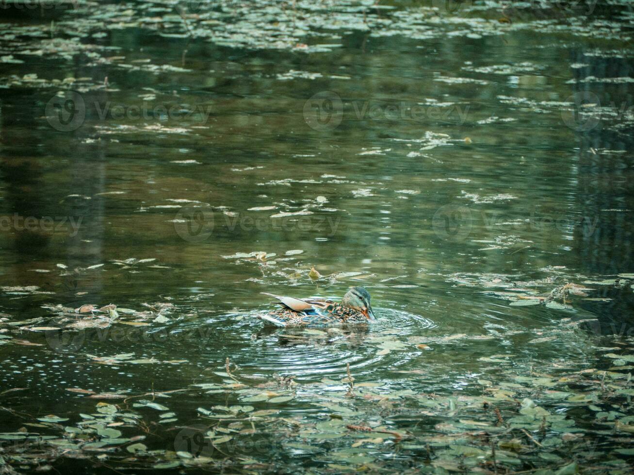 Gorgeous female duck in a small green lake photo