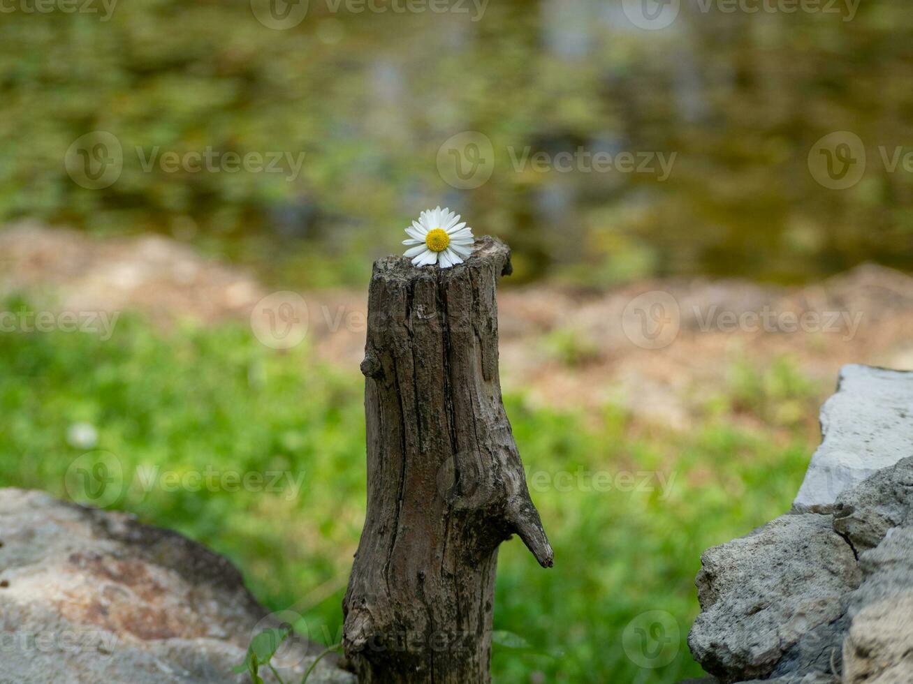 Small daisy flower on a cut driftwood near small lake photo