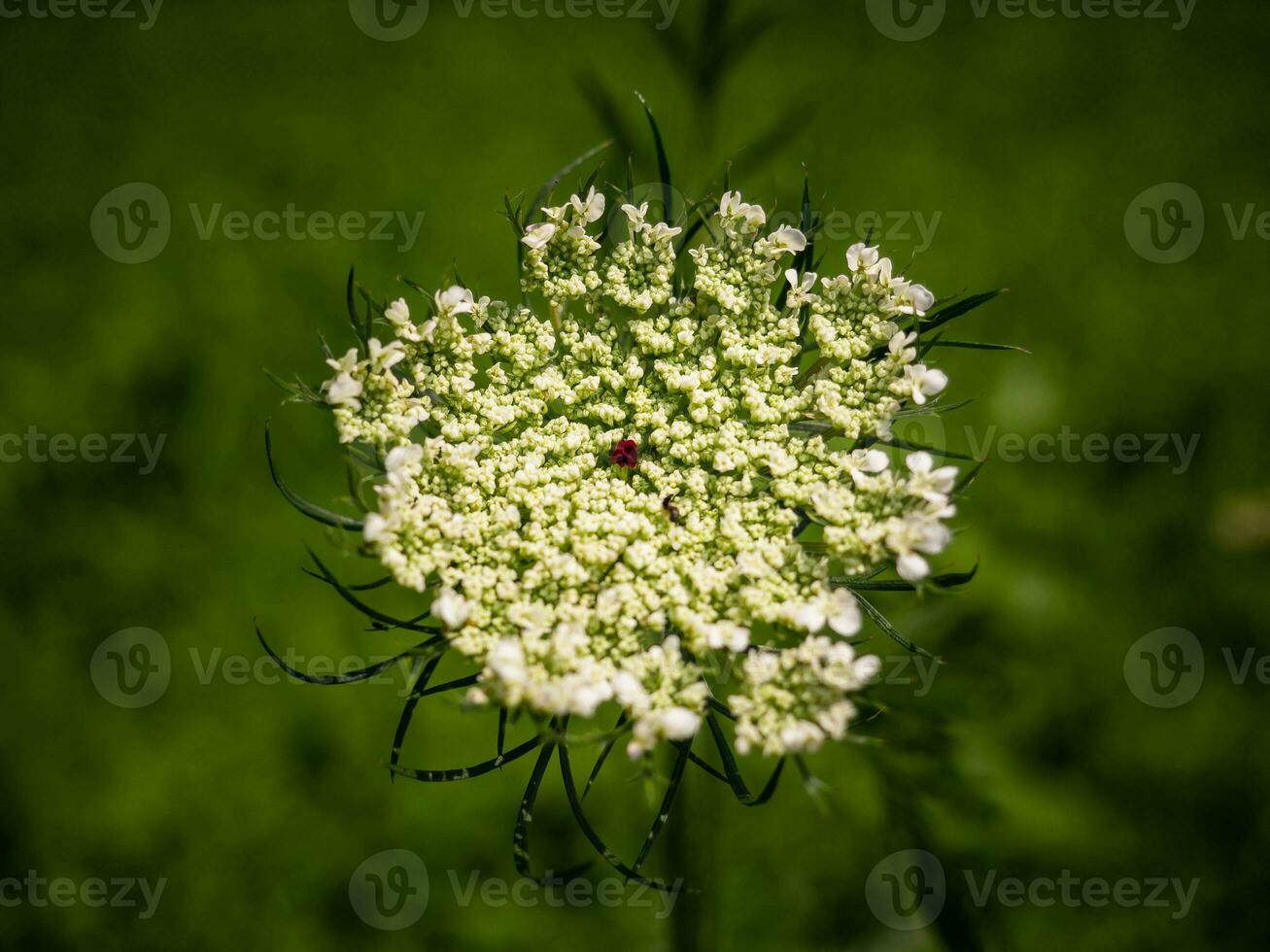 Valerian white flower - closeup shot photo