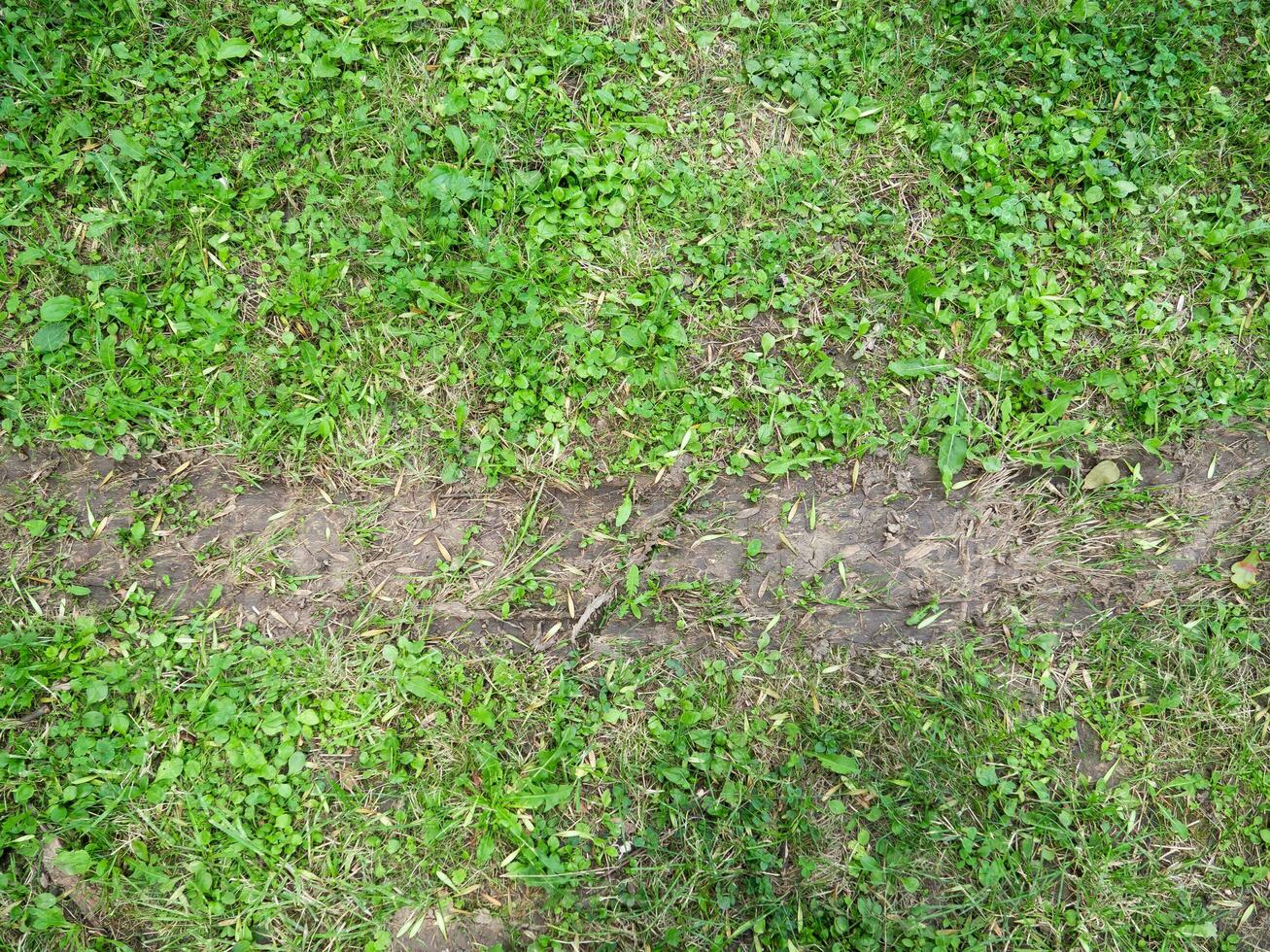 Tire track in the fresh grass field photo